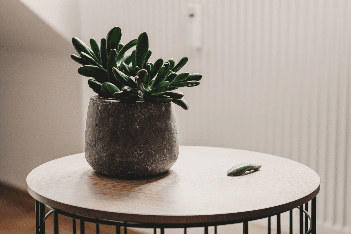 create an indoor jungle with these plant types